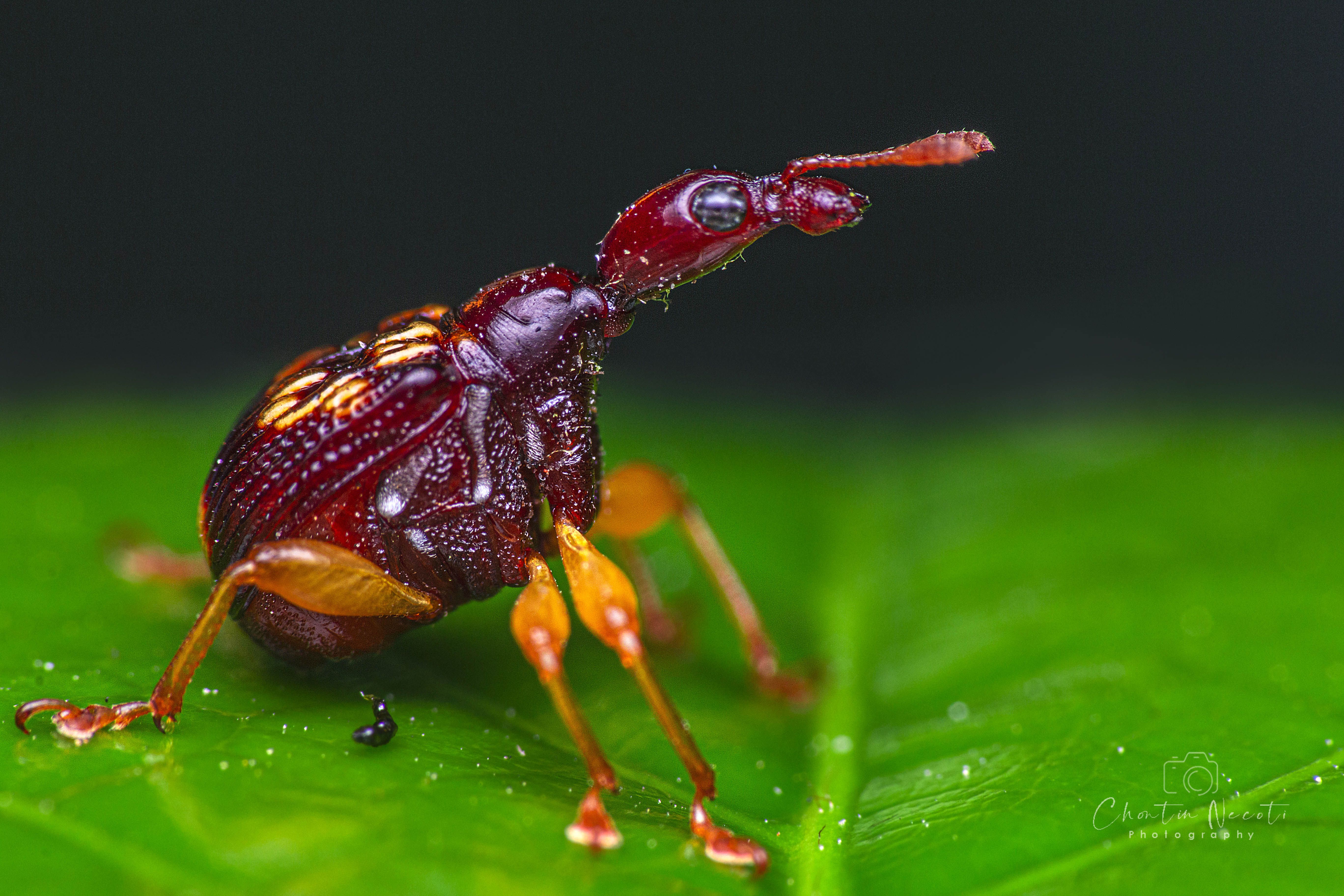 Leaf-rolling weevil, insect, macro, garden, small, animal, long neck, beauty, beautiful, close up, nature, natural, NeCoTi ChonTin