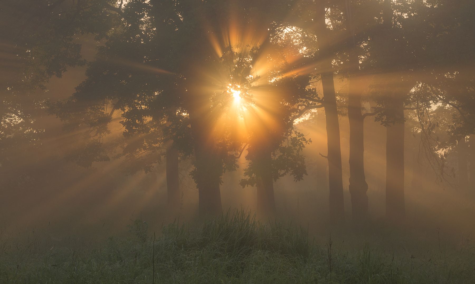 природа утро туман деревья солнце, Михаил Корнилов