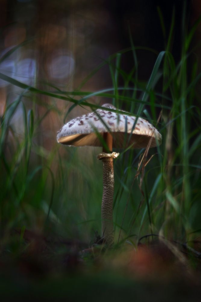 лето грибы июнь гриб зонтик вечер, Петриченко Валерий