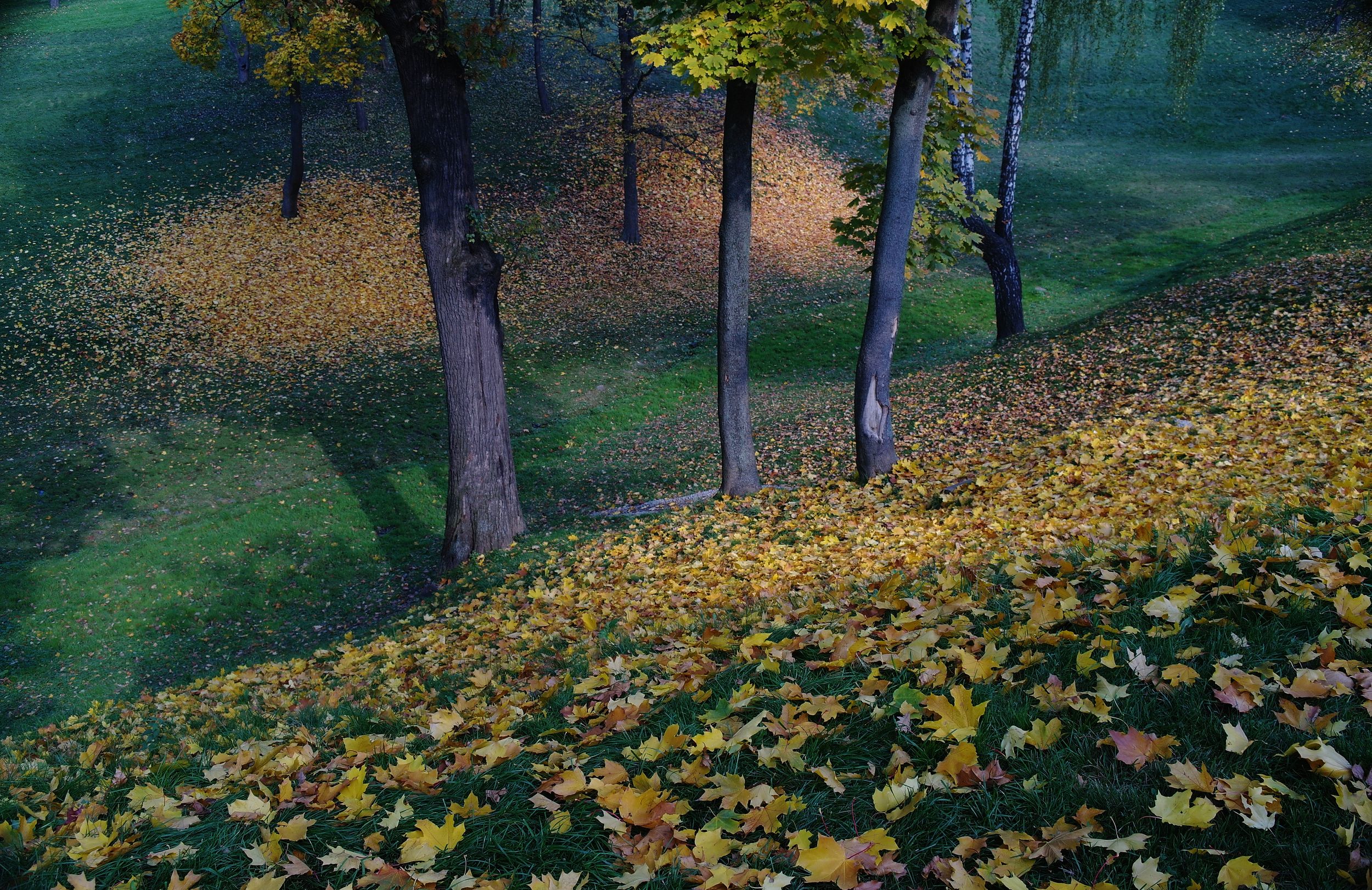 осень, желтый лист, гадать, любит-не любит, листопад, Дмитрий Ткаченко