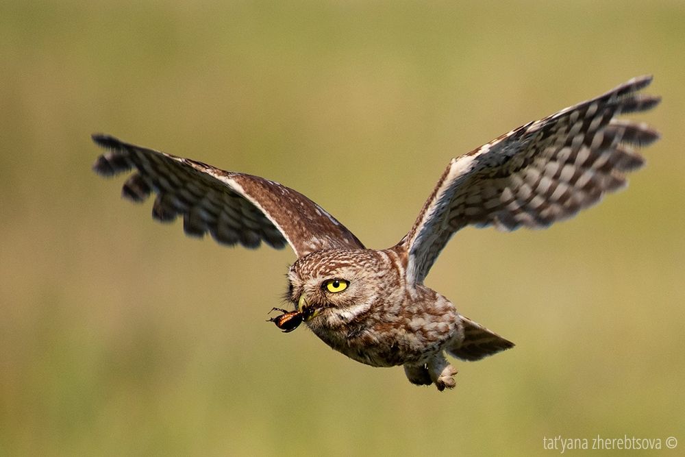 owl, my-mriya, mymriya, wildlife, little owl,, Татьяна Жеребцова