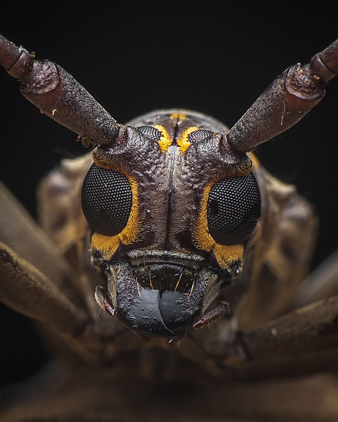 #macro #insects #beetle #natural, Ng Max
