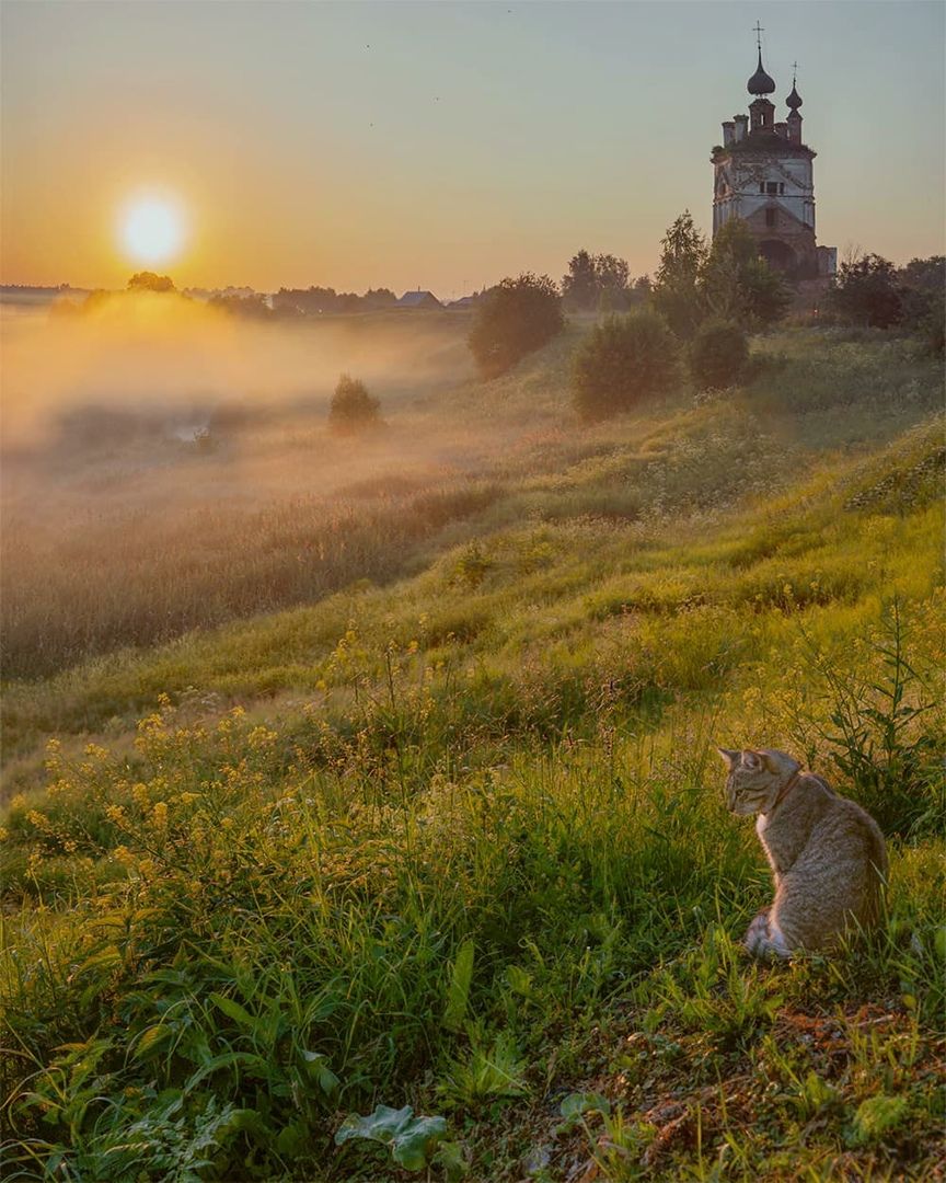 кошка, церковь, туман, рассвет, Петр Косых