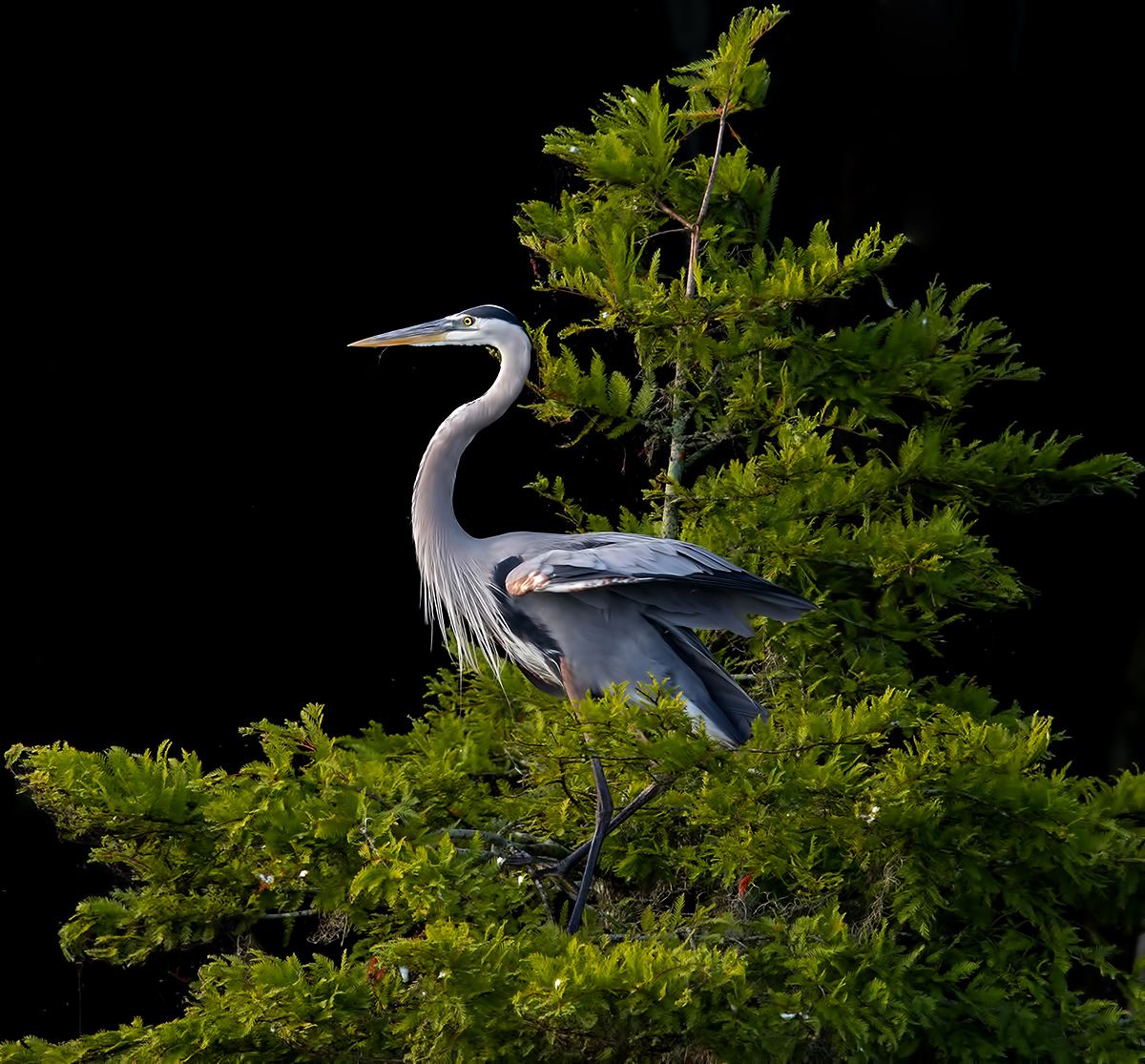 great blue heron, большая голубая цапля, цапля, heron, florida, Elizabeth Etkind