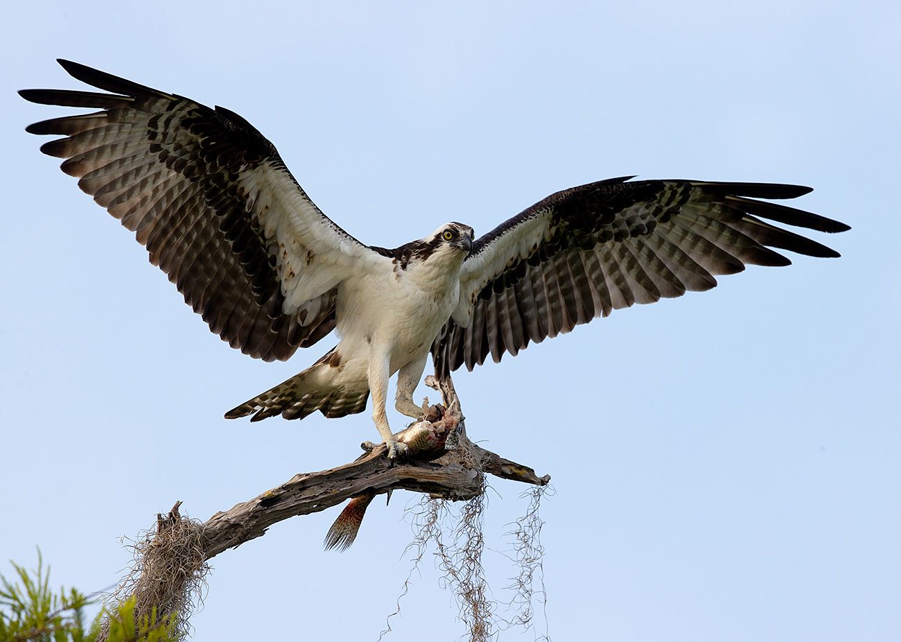 скопа, osprey, florida, флорида, хищные птицы, Elizabeth Etkind