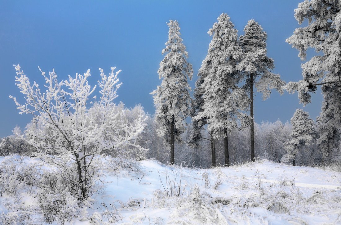 снег, иней, деревья, лес, небо, синее, зима, Георгий Машковцев