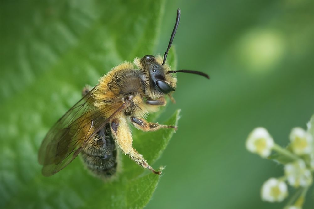 пчела, макро, macro, bee, Марина Хилько