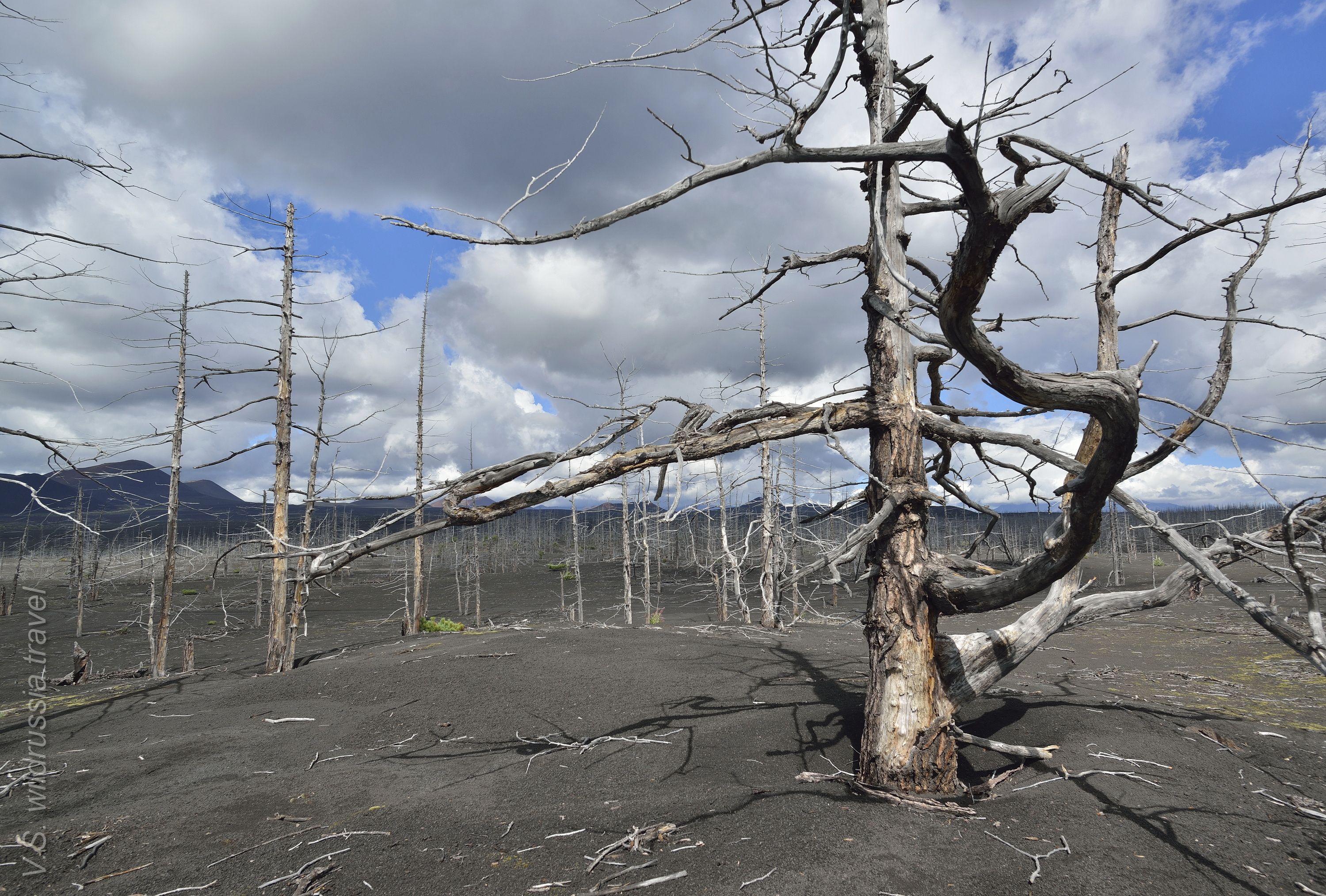 Мертвый лес образовался в районе вулкана Толбачик