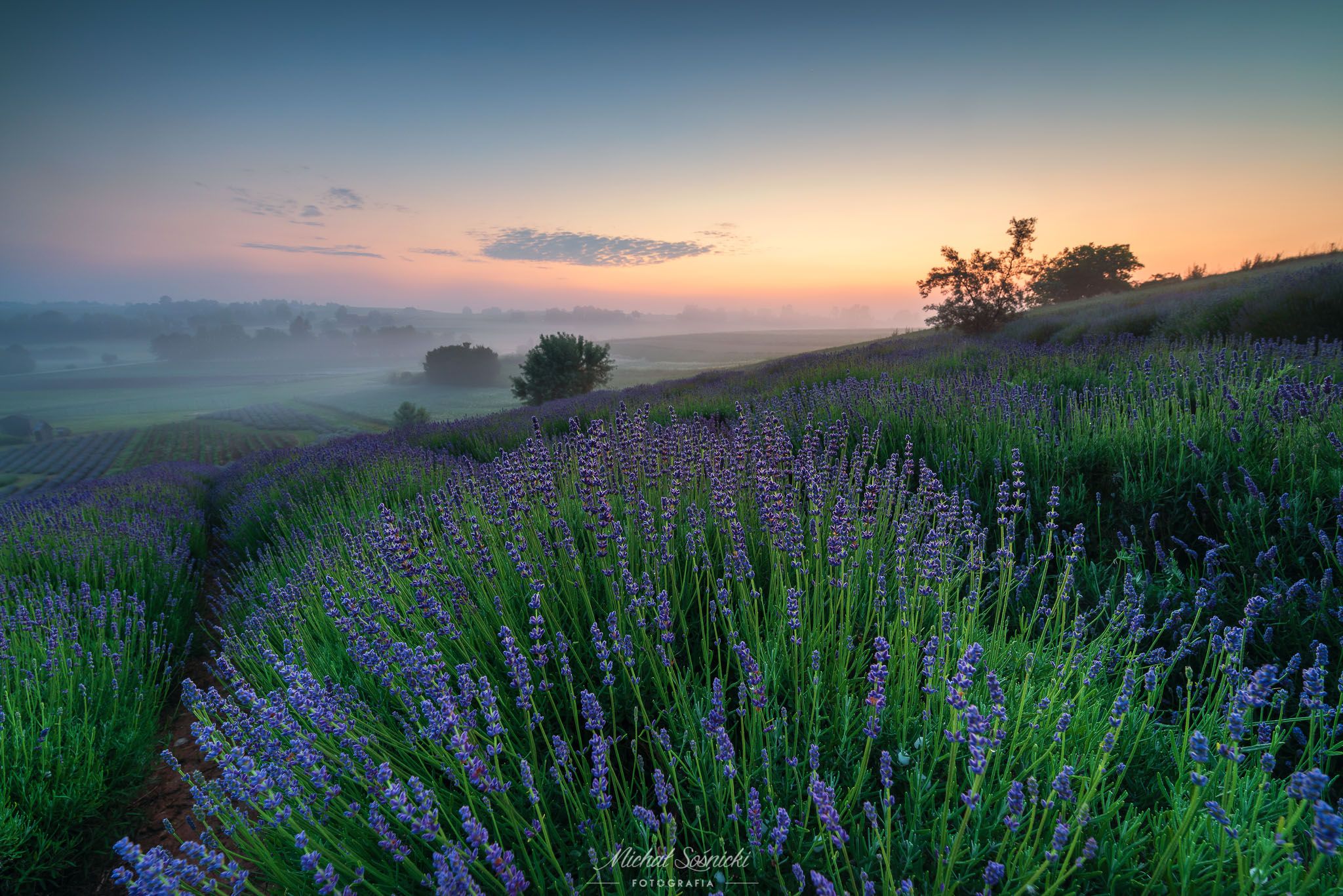 #poland #ponidzie #lavender #flowers #road #sunrise #bluehour, Michał Sośnicki