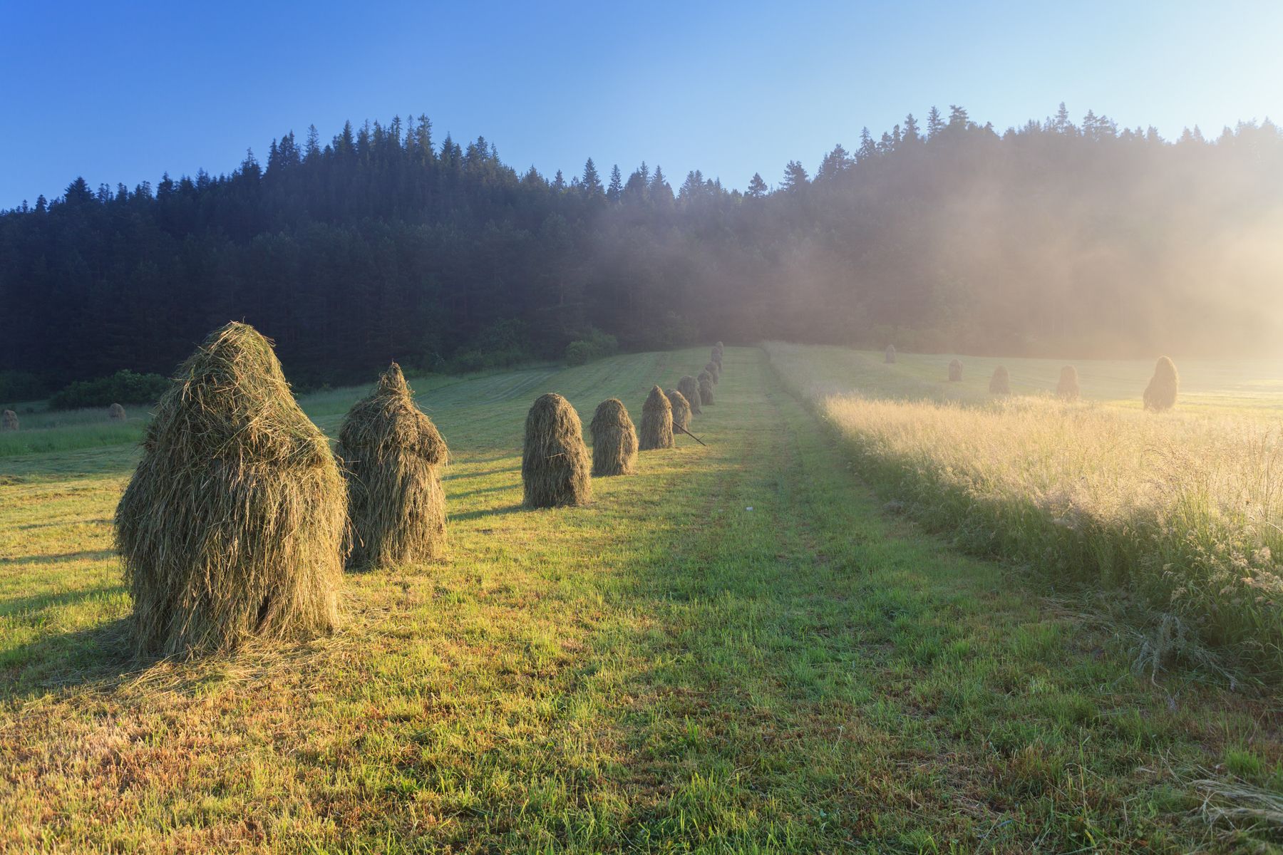 pieniny, morning, summer, sun, grass,,  Mirosław Pruchnicki