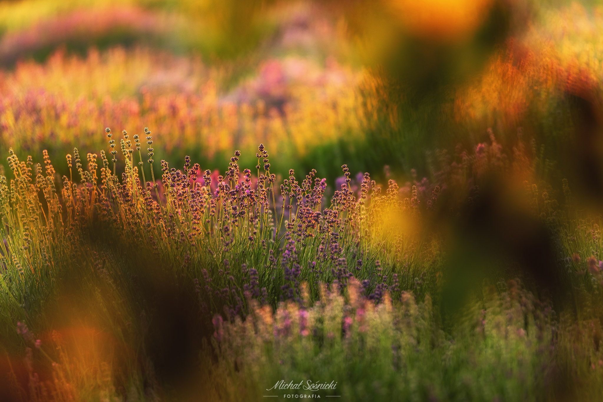 #lavender #flower #poland #garden #green #nature #best, Michał Sośnicki