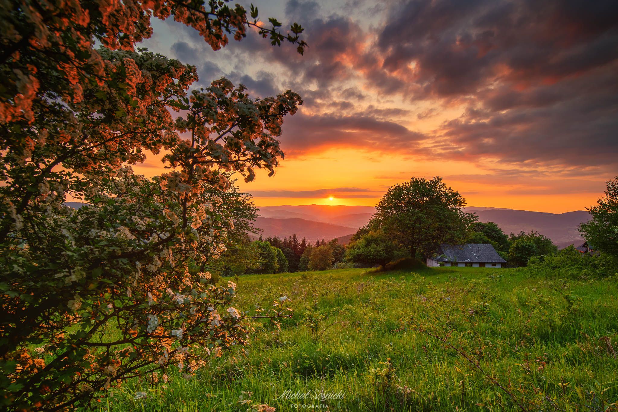 #sunset #flower #poland #garden #green #nature #best #tree, Michał Sośnicki
