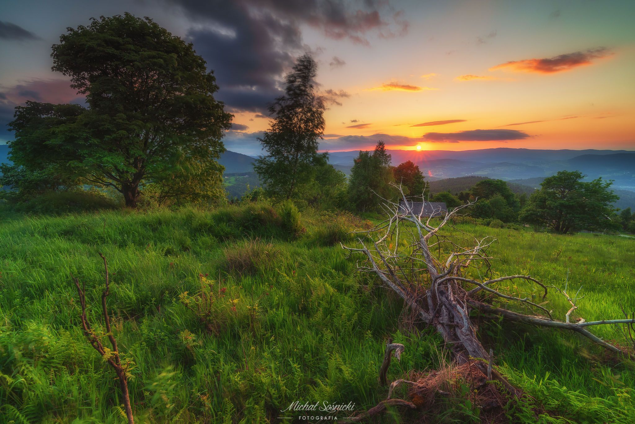 #sunset #flower #poland #garden #green #nature #best #tree, Michał Sośnicki