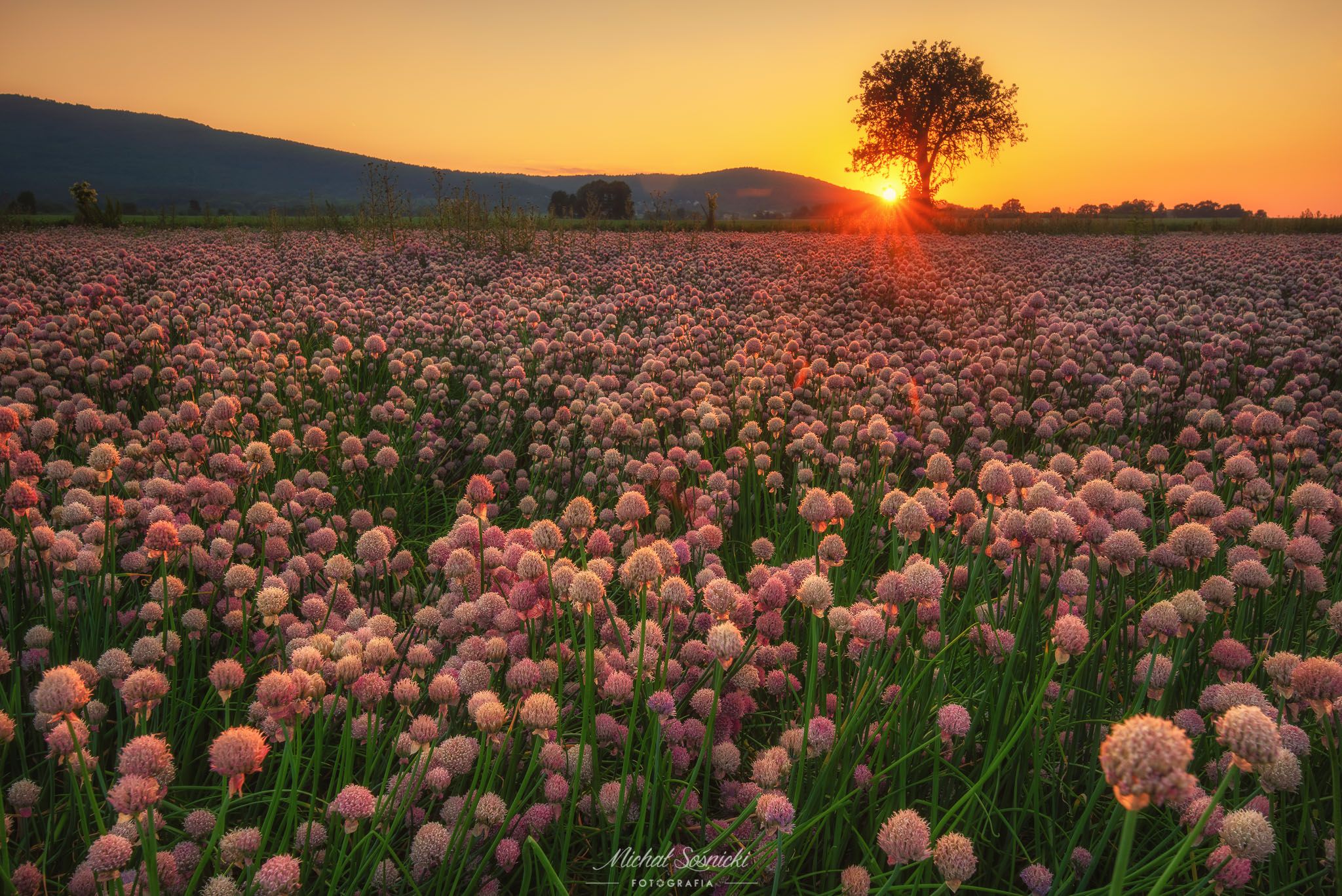 #sunset #flower #poland #garden #green #nature #best #tree #chives, Michał Sośnicki