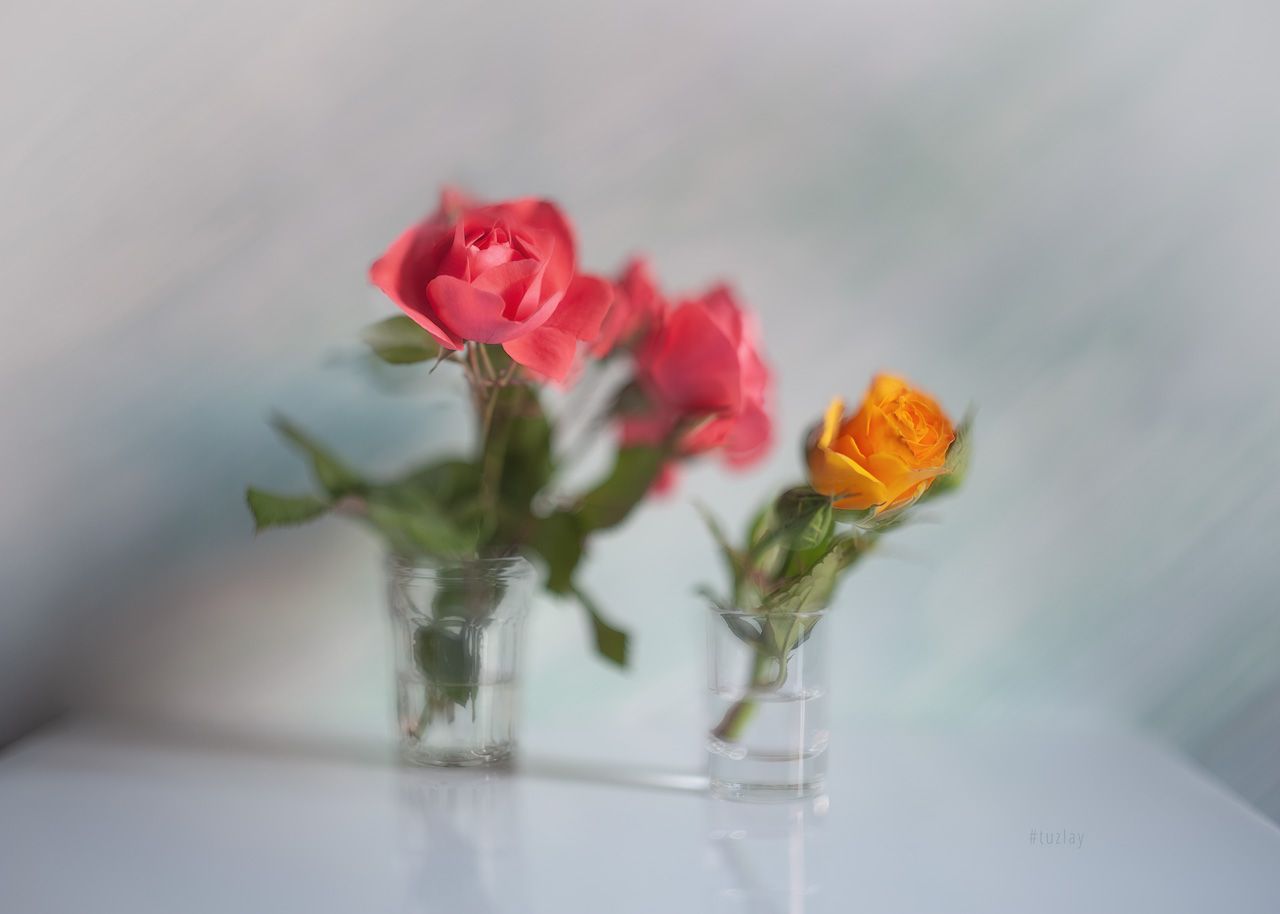 розы, желтая роза, Владимир Тузлай