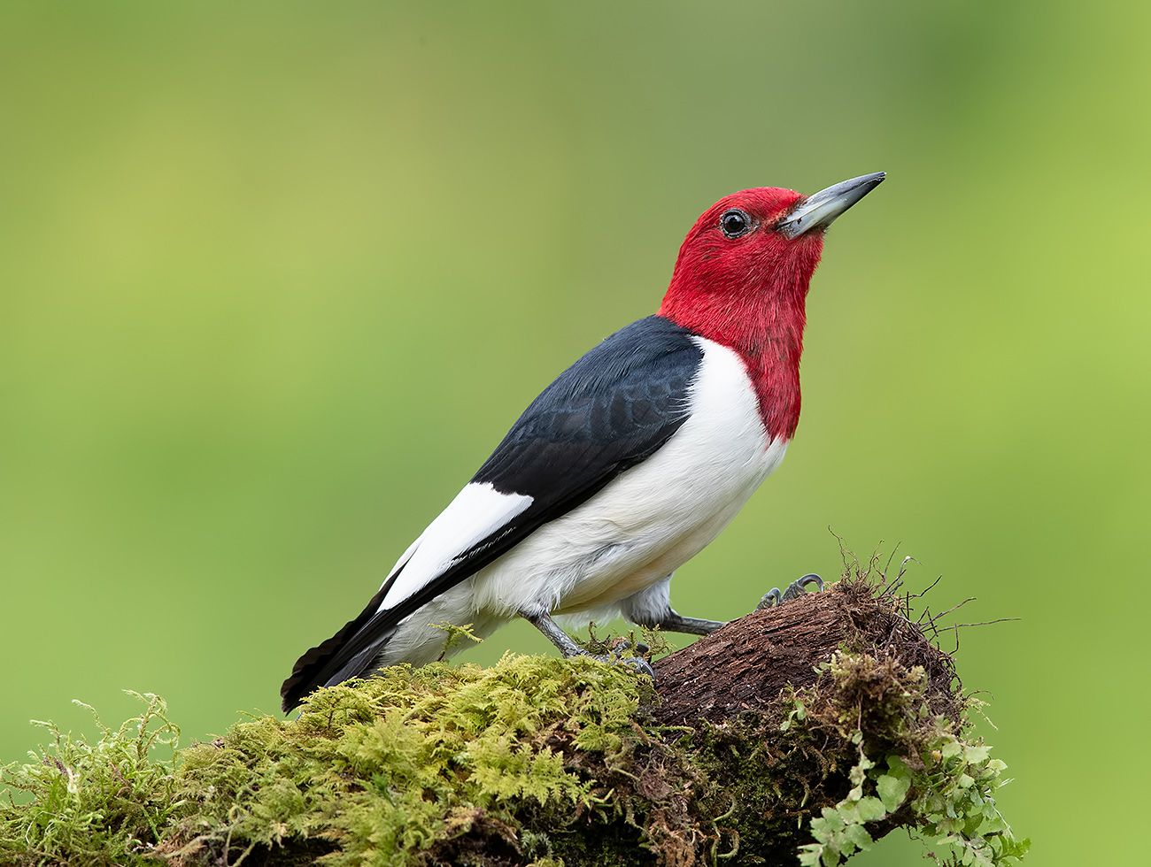 red-headed woodpecker, красноголовый меланерпес,  woodpecker, дятел, Elizabeth Etkind