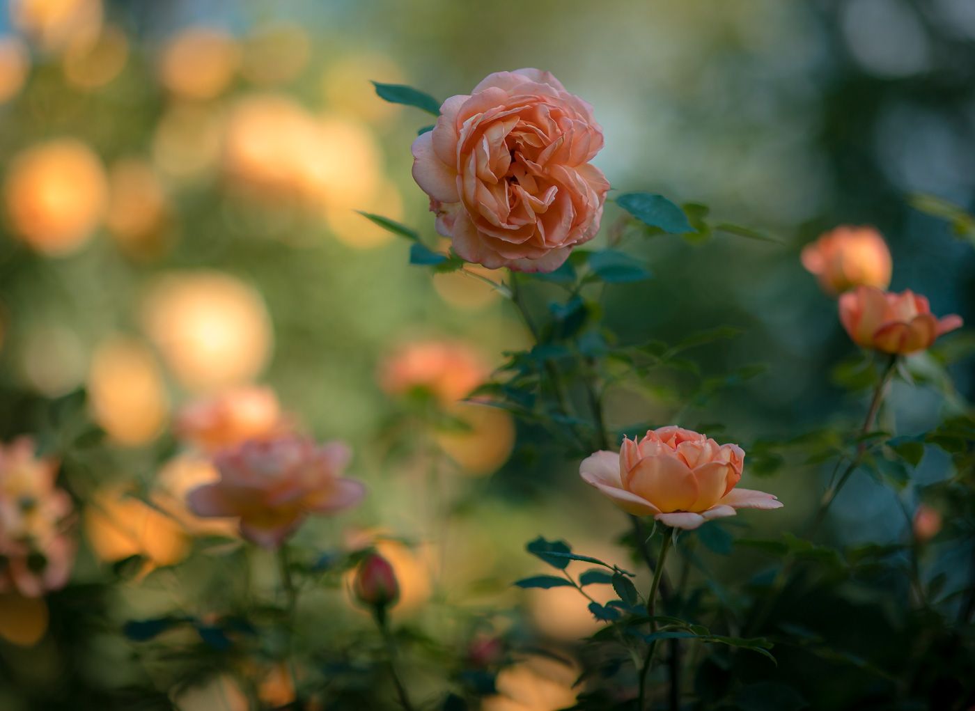 flowers, garden, lady of shalott, rose, цветы, садовые, леди шелот, роза, Алексей Юденков