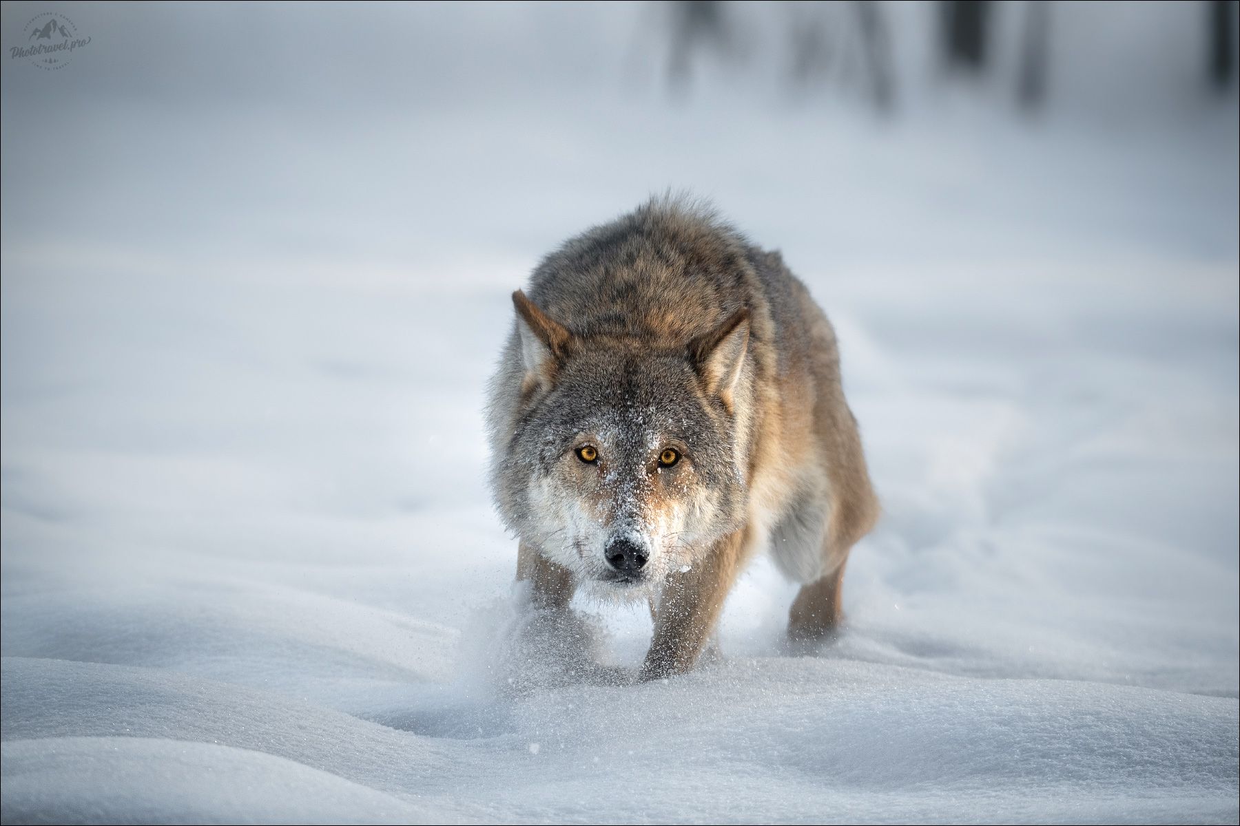 волк, wolf, красная шапочка, беларусь, красный бор, фототур в красный бор, фотоохота, фототур в красный бор, фотоохота в беларуси, фототур на рождество, canis lupus, red riding hood, серый волк, обыкновенный волк, евразийский волк, европейский волк,, Влад Соколовский