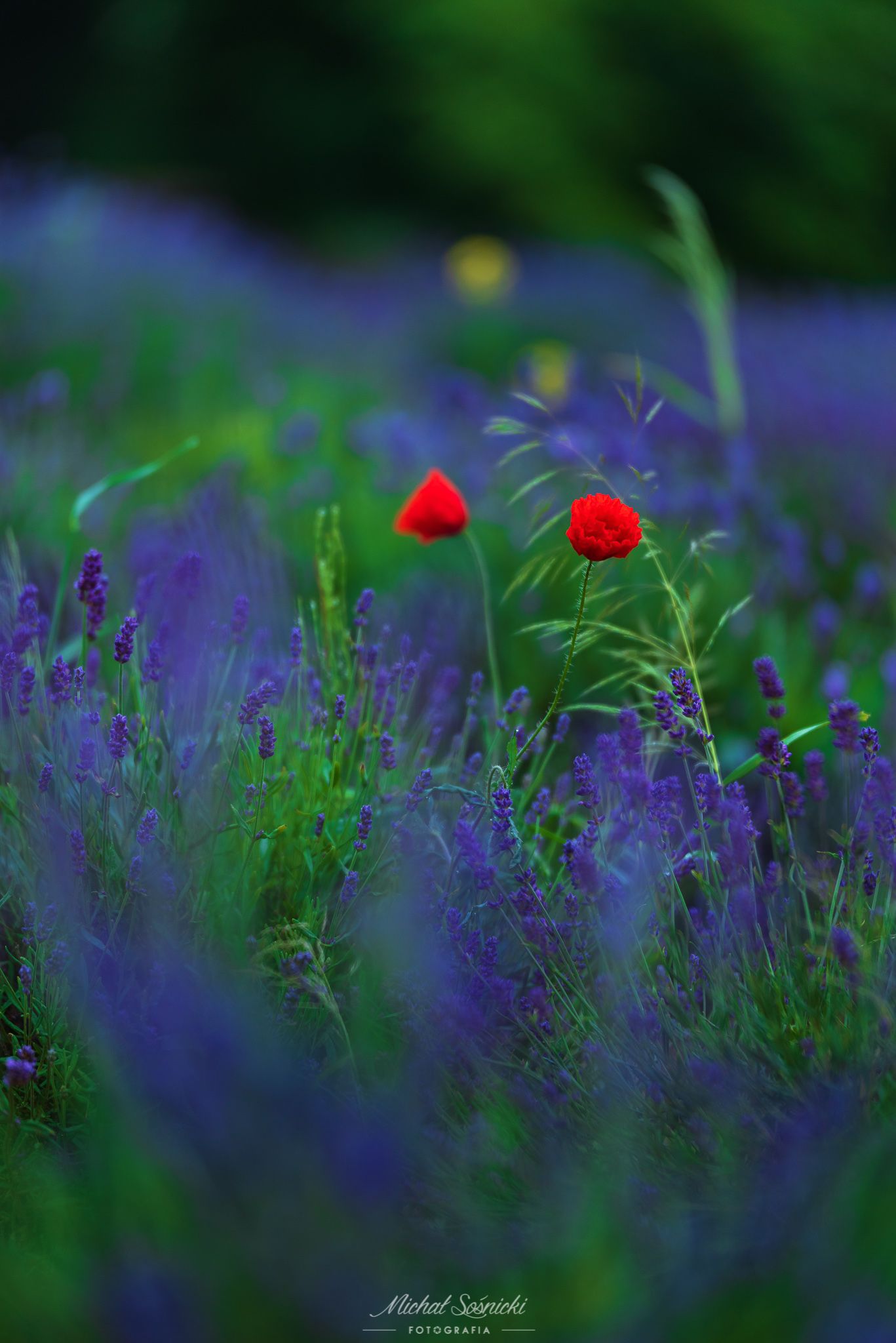#poland #lavender #poppy #flowers #nature #summer #pentax, Michał Sośnicki