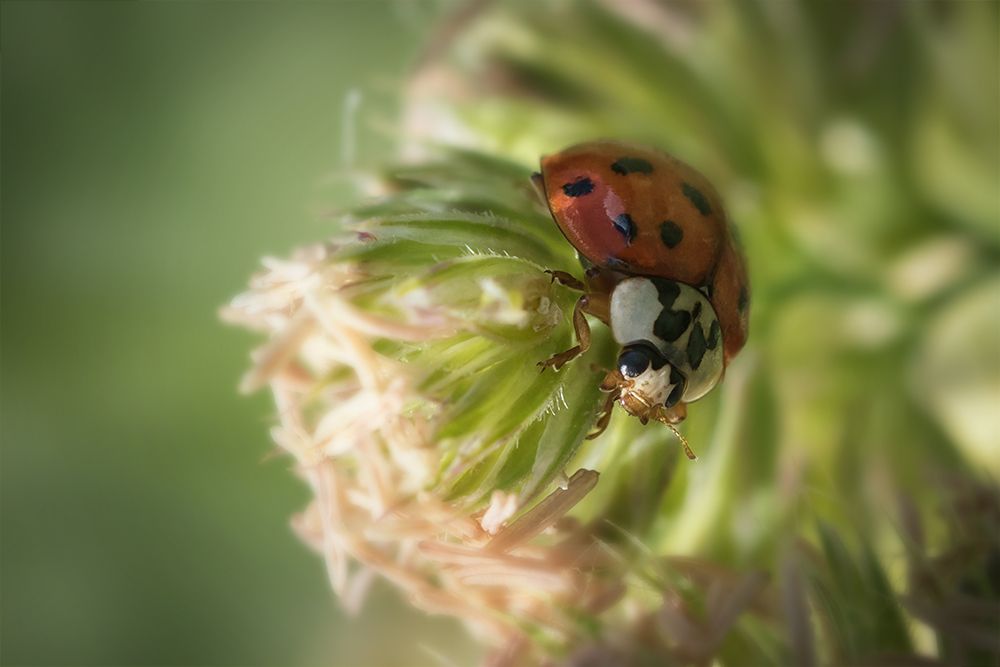 жук, макро, божья коровка, ladybug, Марина Хилько