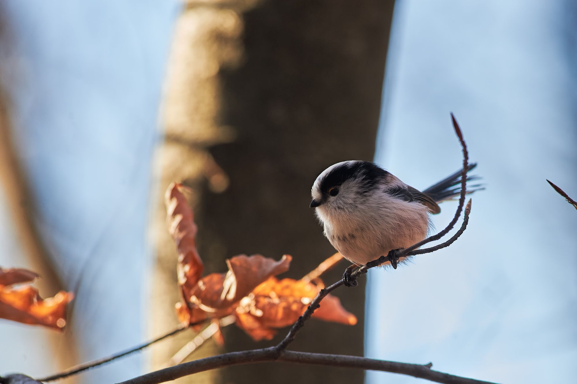 nature, wildlife, birds, Калин Ботев