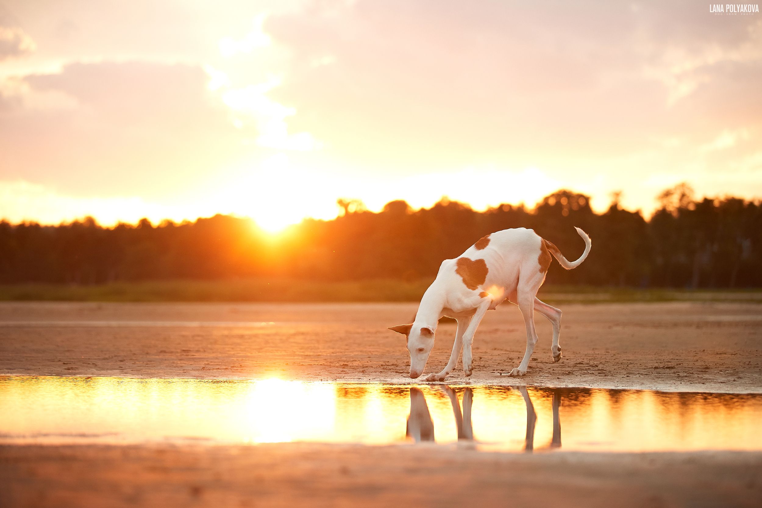собака, поженко, поденко ибиценко, рассвет, пляж, Лана Полякова