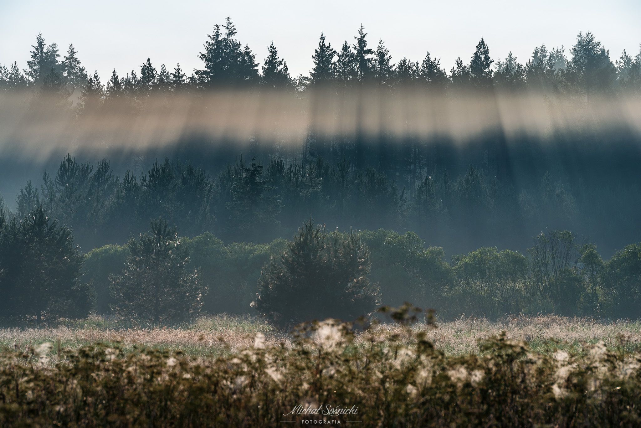 #summer #morning #sunrise #tree #foggy #landscape #benro #benq #pentax, Michał Sośnicki