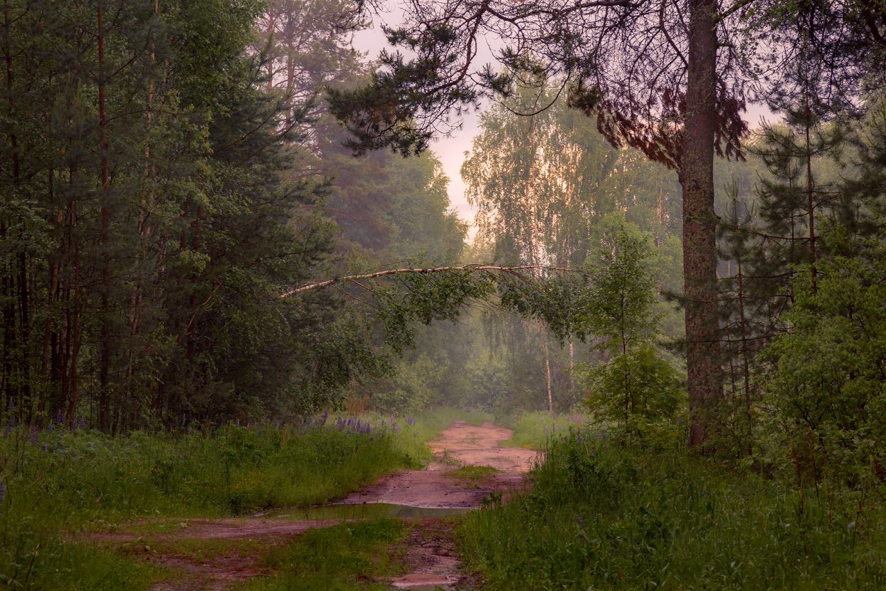 вечер туман лес дорога лужи, Дмитрий Алексеев