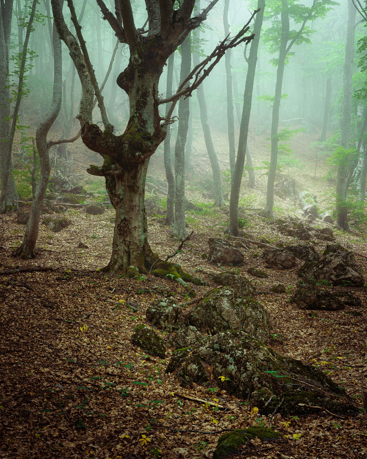 лес, деревья, туман, Григорий Бельцев