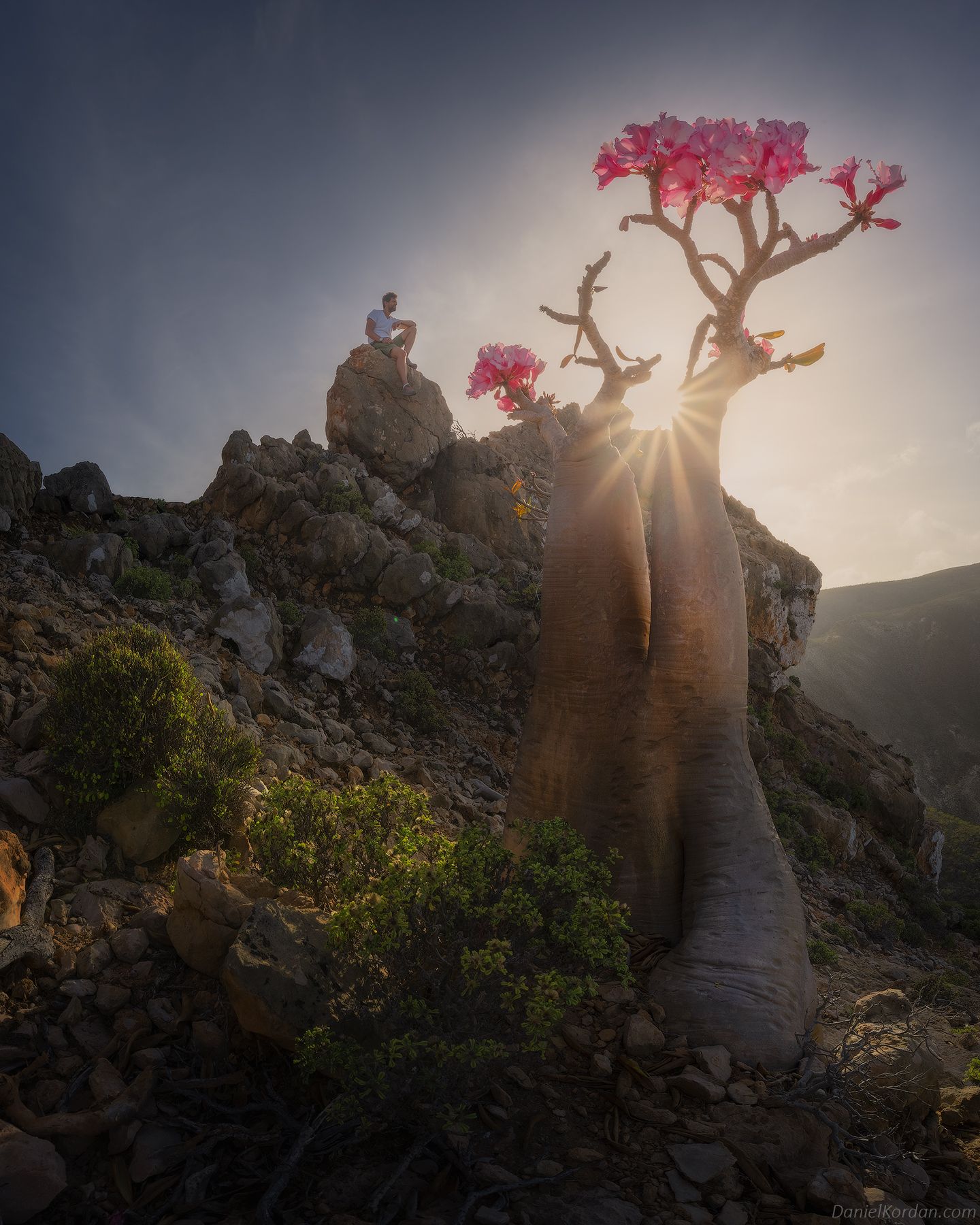 Socotra, Даниил Коржонов