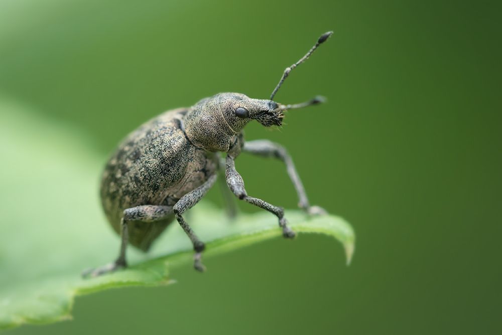 насекомое, макро, curculionidae, долгоносик, macro, Марина Хилько