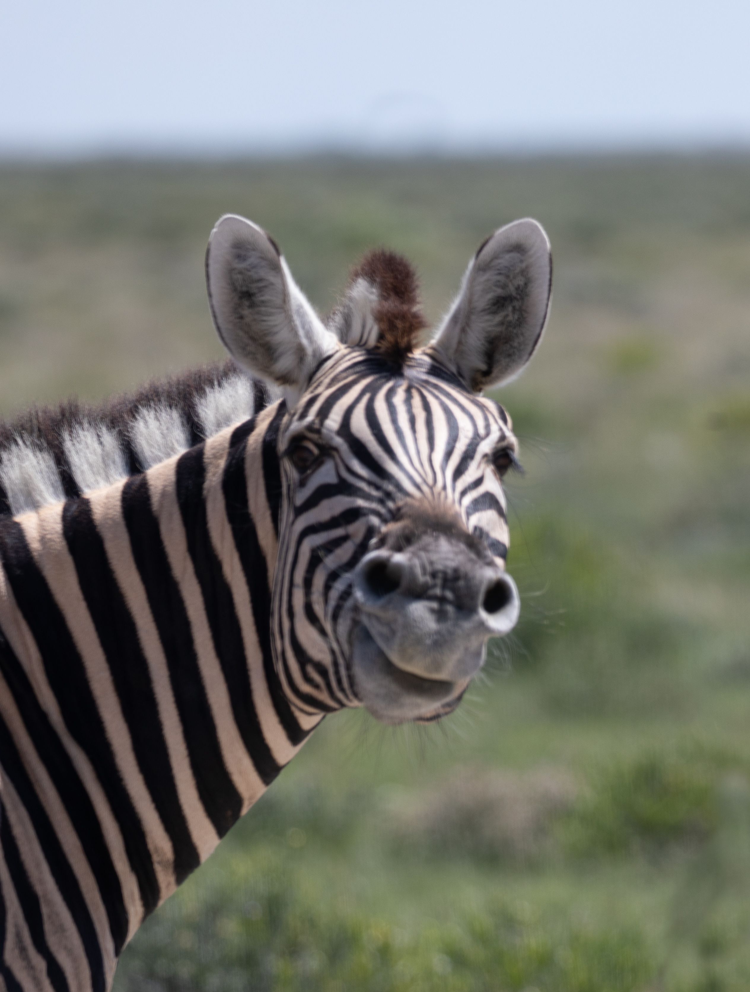 safari, zebra, africa, namibi, animal, animals, wildlife, Roman Bevzenko