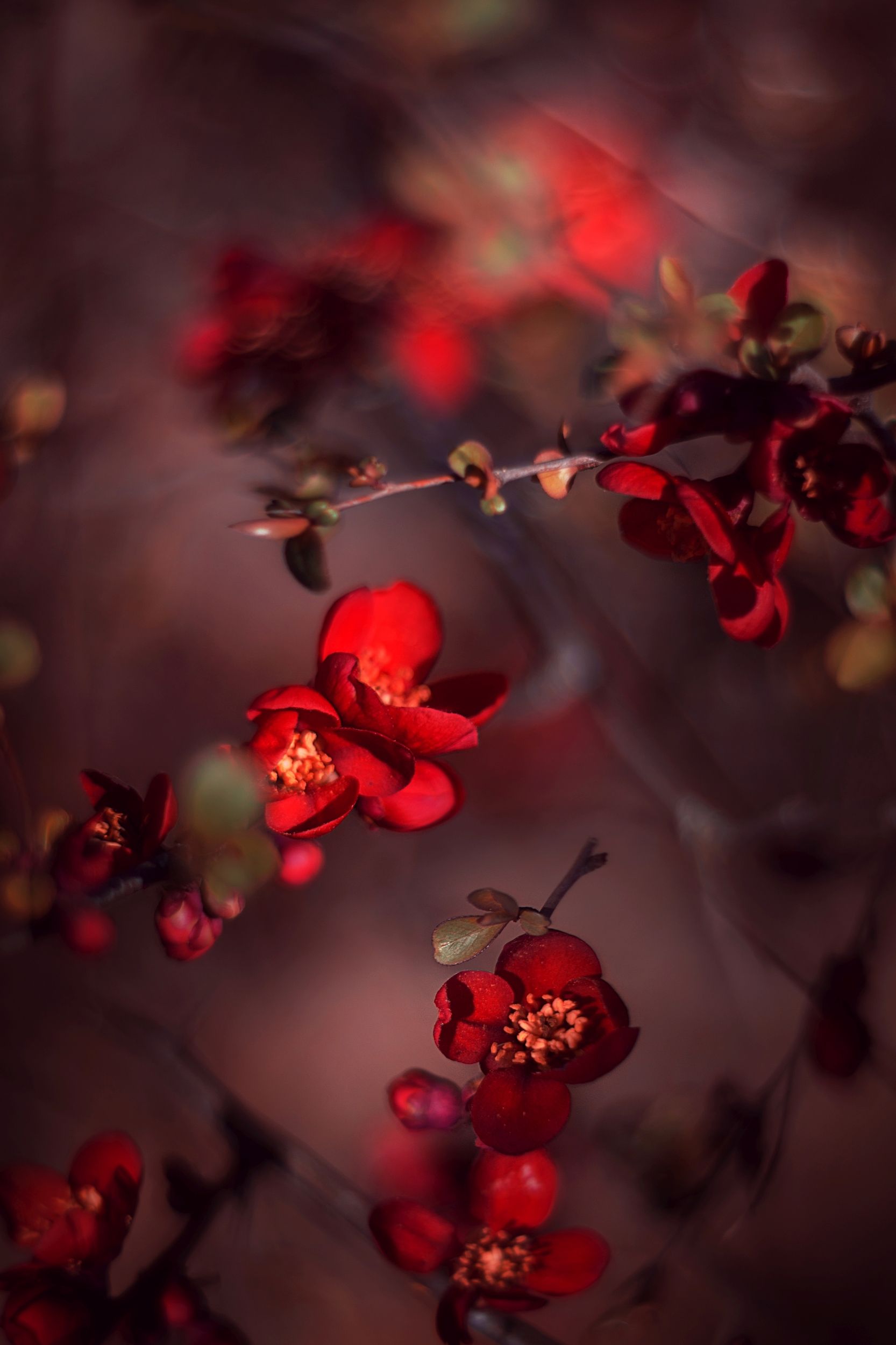 red,flowers,light,bokeh,nature,nikon,zenit,helios,85mm,, ColorAddict.Nature