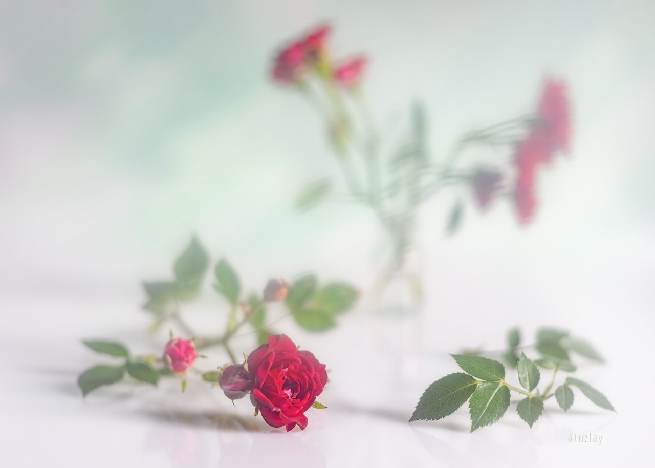 маленькие розы, кустовые розы, Владимир Тузлай