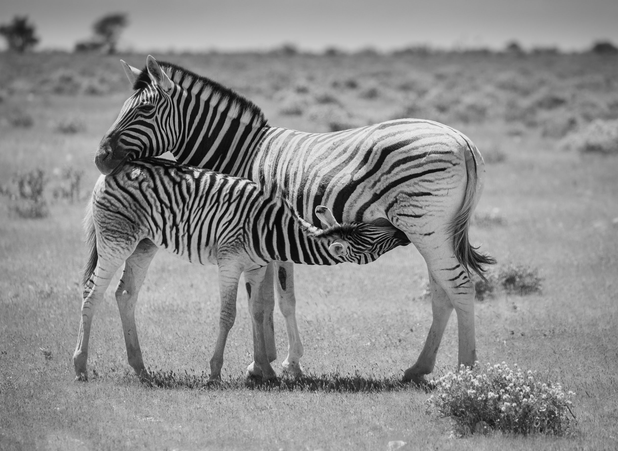 safari, zebra, africa, namibi, animal, animals, willife, Roman Bevzenko