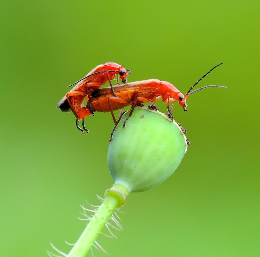 macro, Zbyszek  Walkiewicz