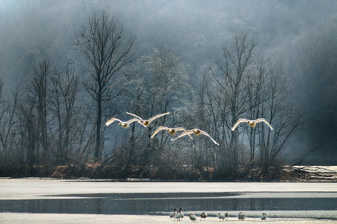 Flight, Swan, KIM SUK EUN