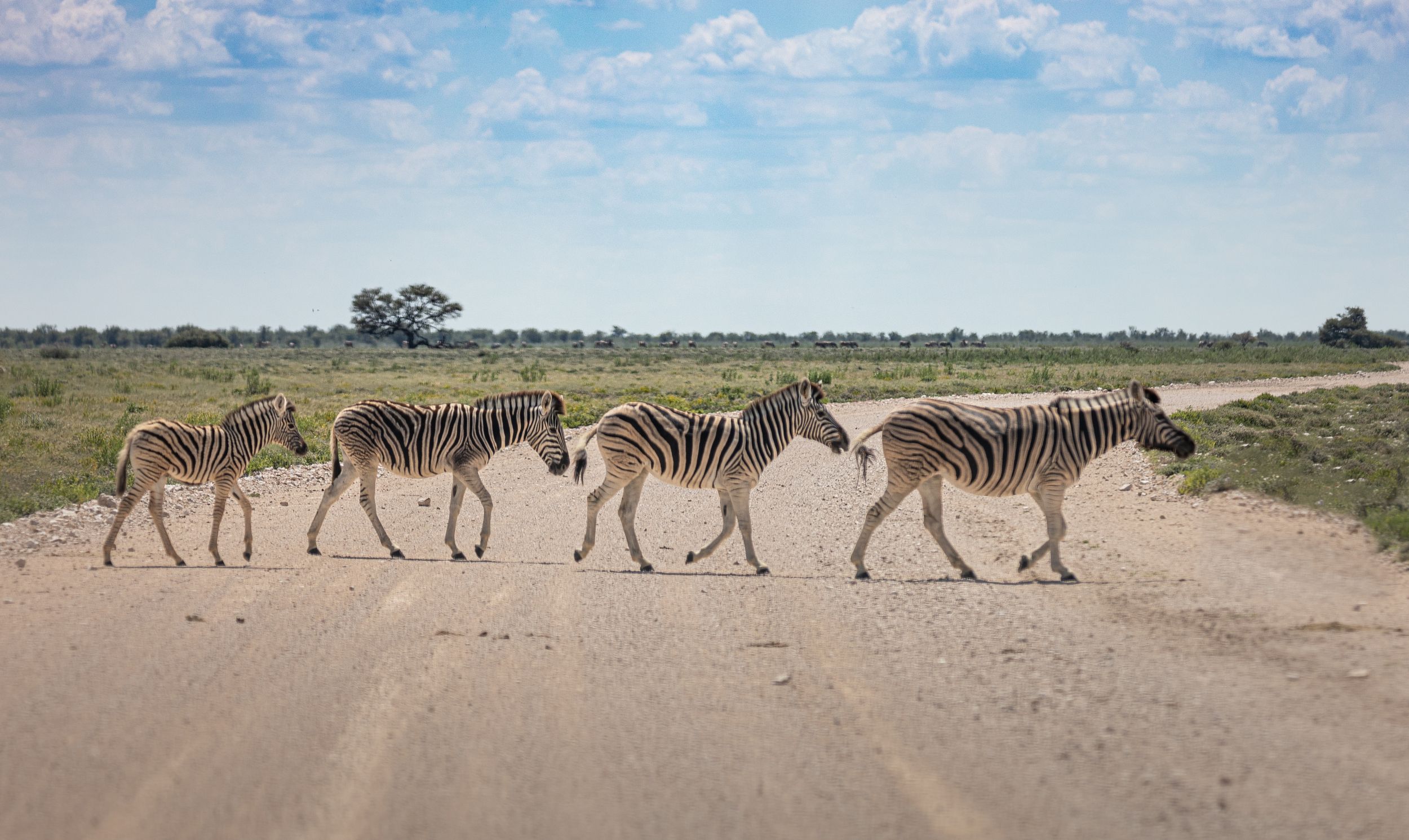 safari, zebra, africa, namibi, animal, animals, wildlife, Roman Bevzenko