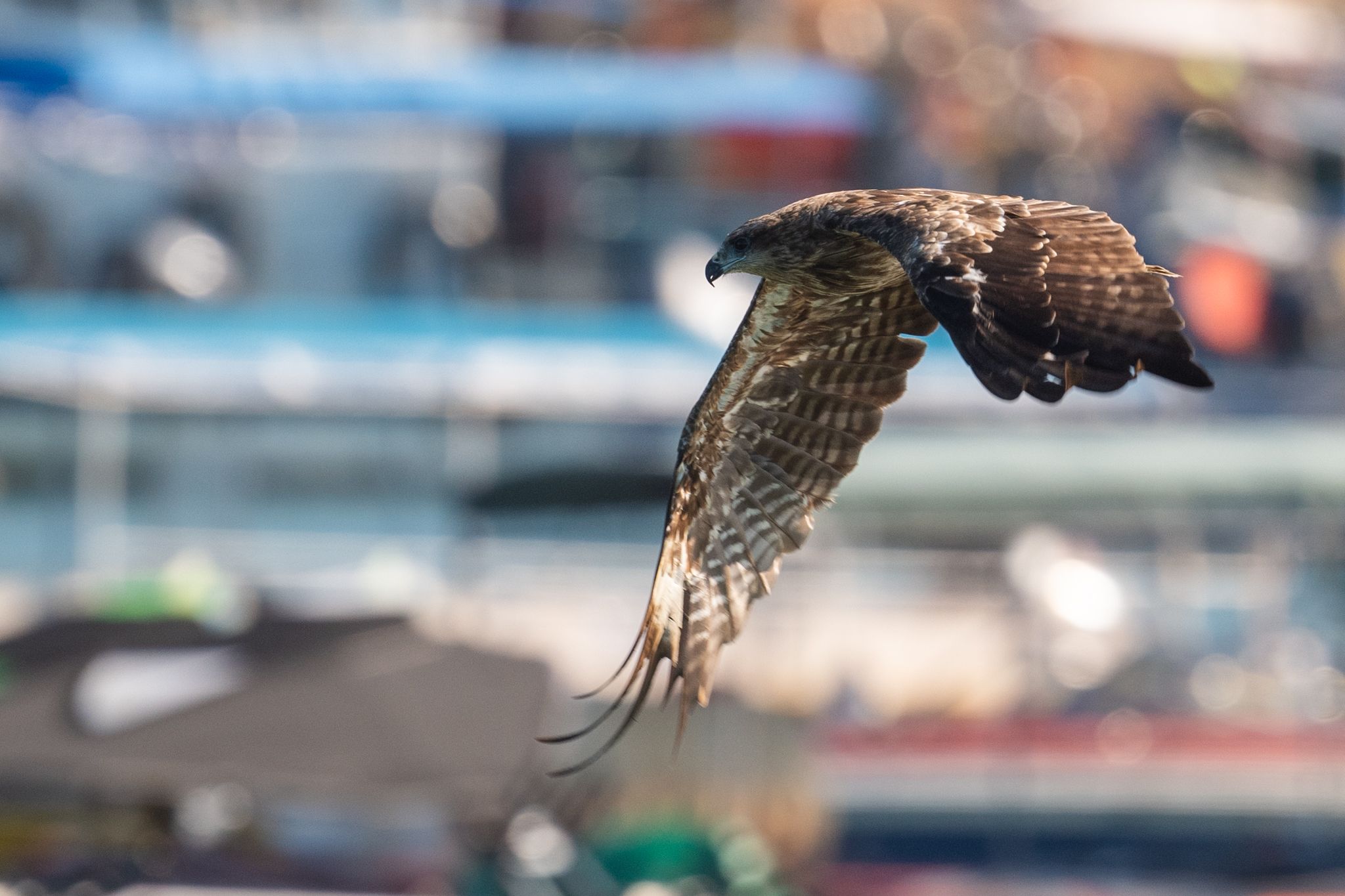 #wildlife #birds #eagle, Benny Chan