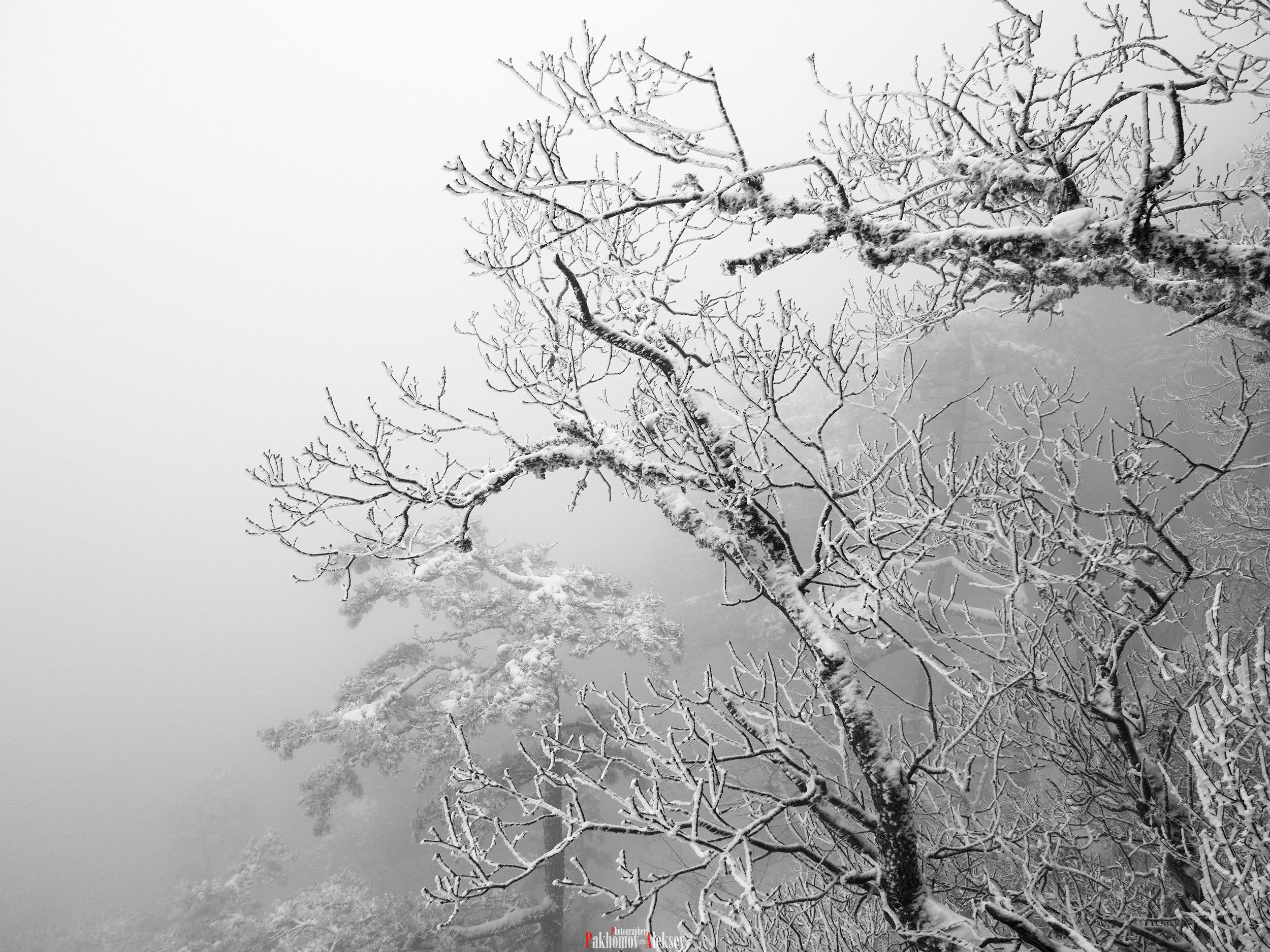 winter, nature, snow, fog, Russia, Crimea, Aleksey Pakhomov