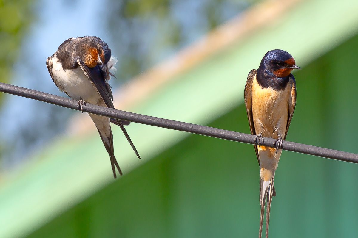 Птица ласточка - основные виды, интересные факты, гнездование и полет ( фото + видео)