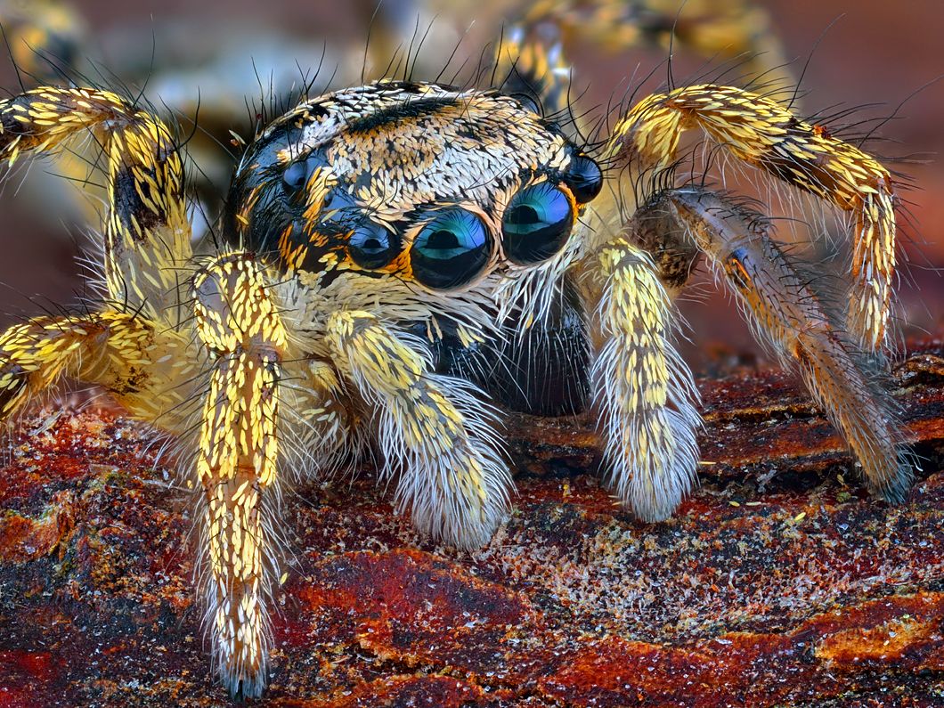 irass, waledzik, nat geo, olympus, close up, macro, extreme macro, макро, Ireneusz Irass Walędzik