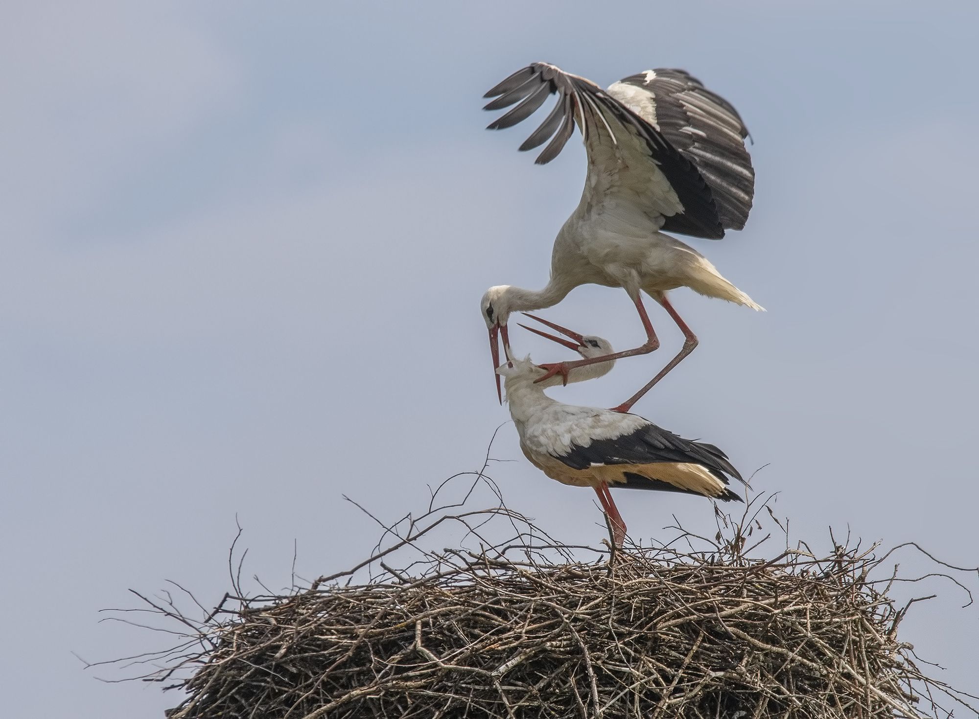 bird of prey, animal, birds, bird,  animal wildlife,  nature,  animals in the wild, ястреб, white stork, stork, аист, белый аист, Елена Швыдун