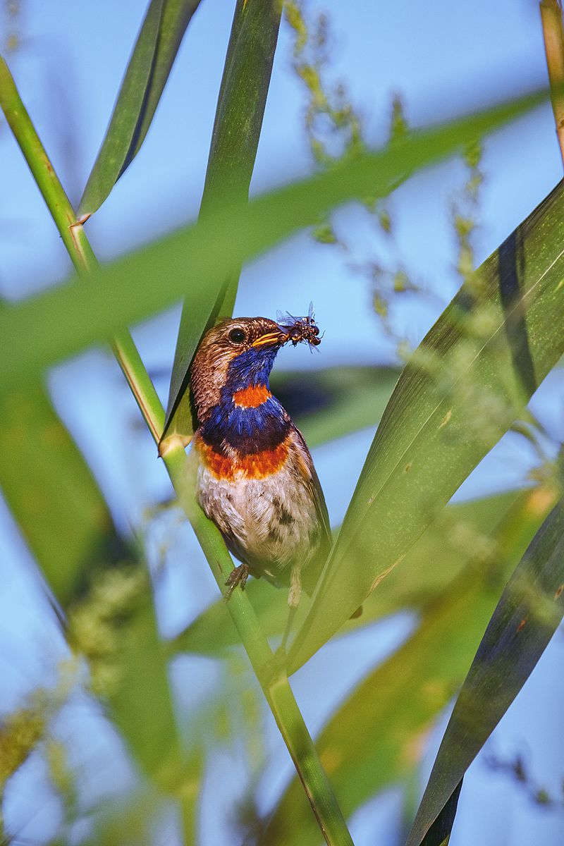 canon 55-250, beautiful, красивый, moment, момент, nature, природа, summer, лето, летняя, wildlife, bird, птица, bluethroat, варакушка,, Наталья Терентьева