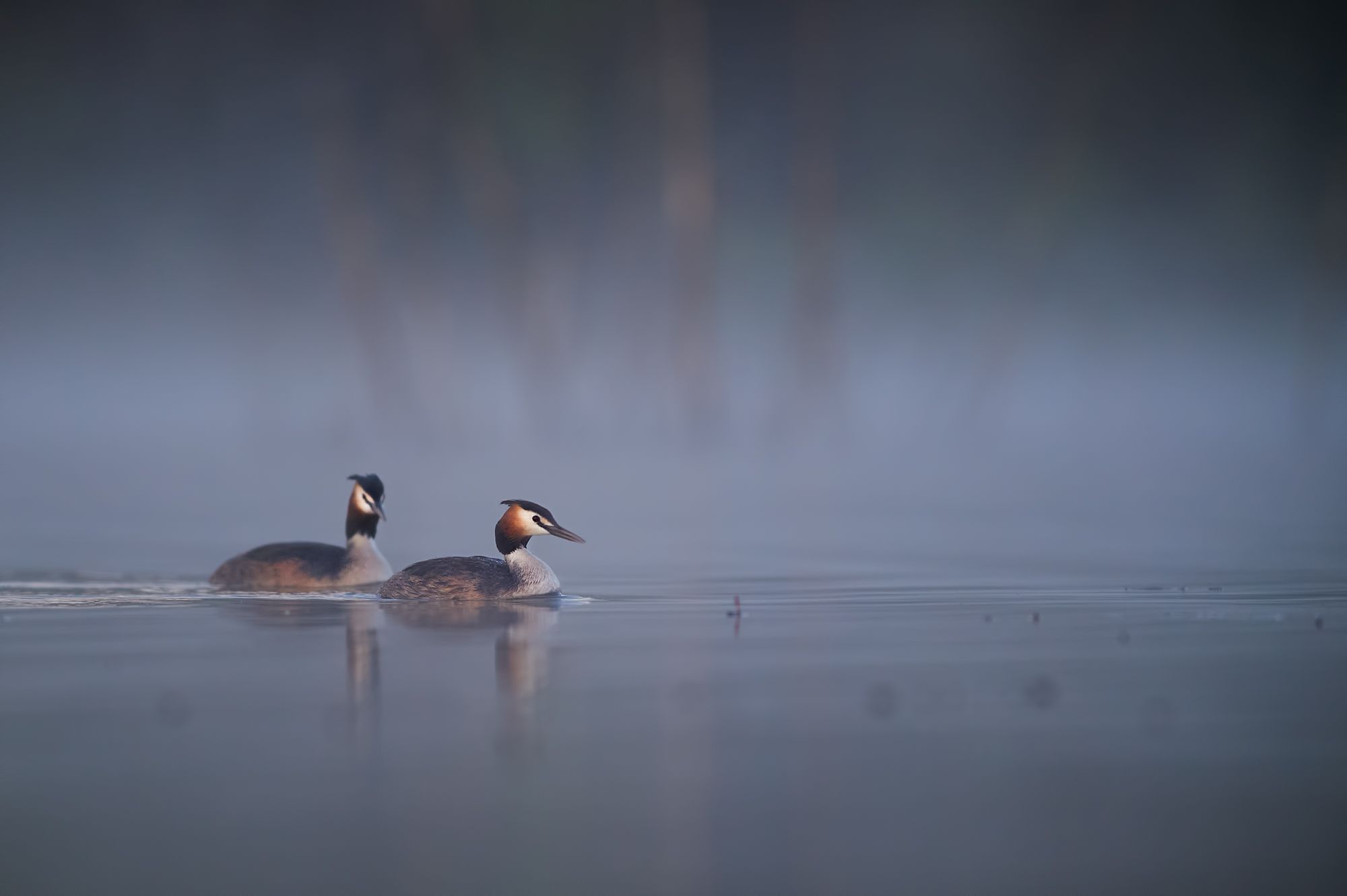 nature, wildlife, birds, Калин Ботев