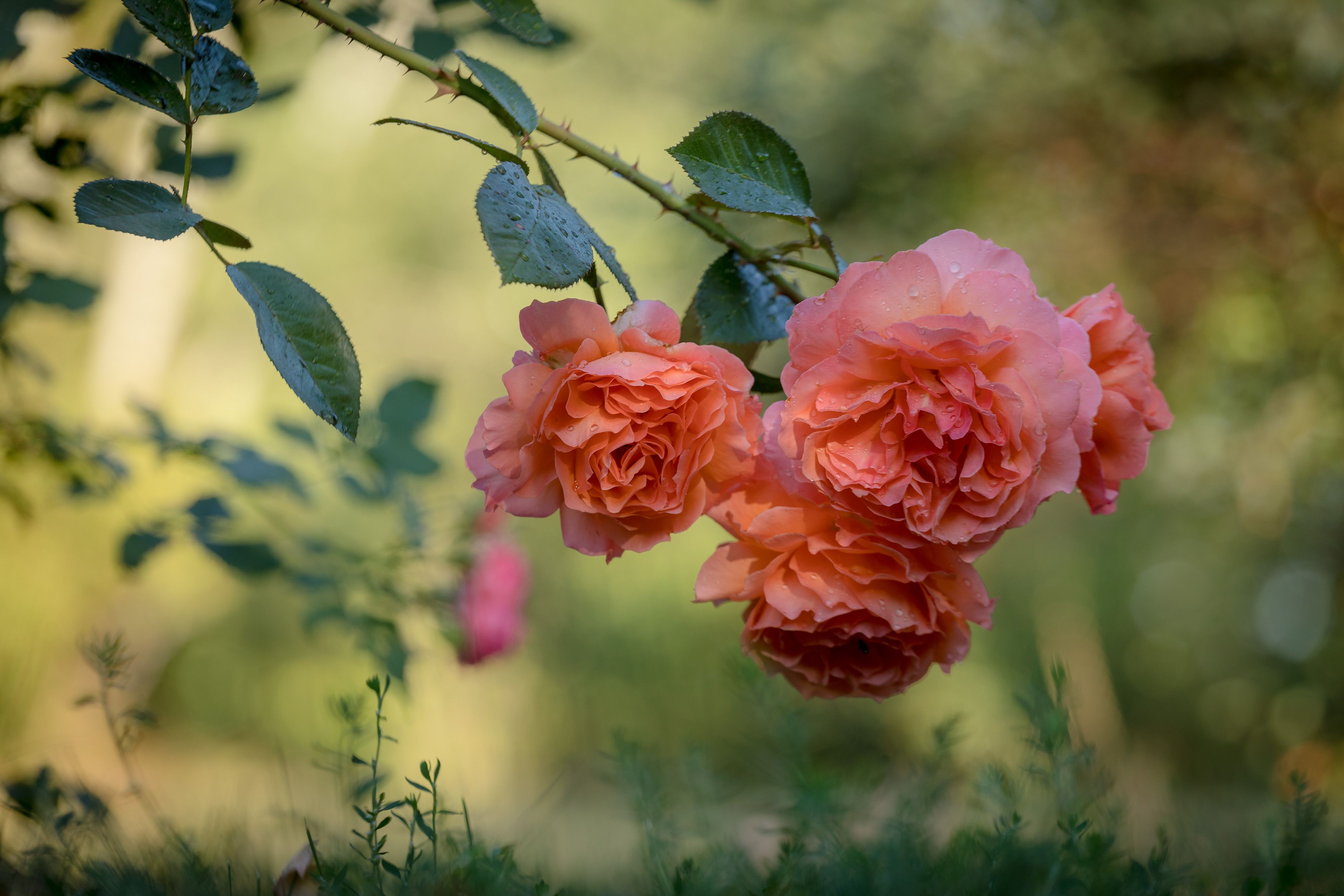 flowers, garden, belvedere, rose, цветы, садовые, бельведер, роза, Алексей Юденков
