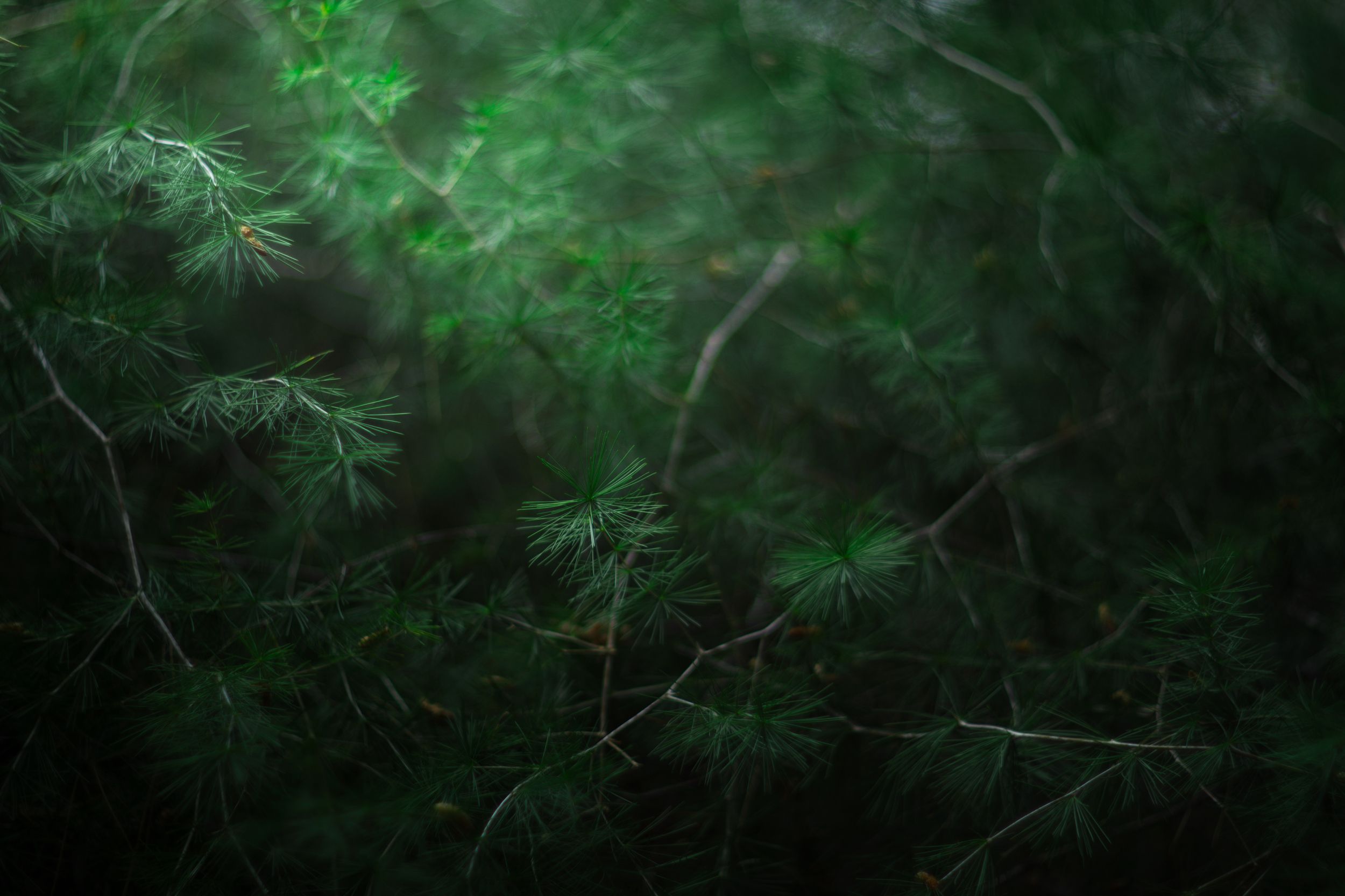 pine,tree,green,light,zenit,helios,85mm,bokeh,, ColorAddict.Nature Borislav Aleksiev