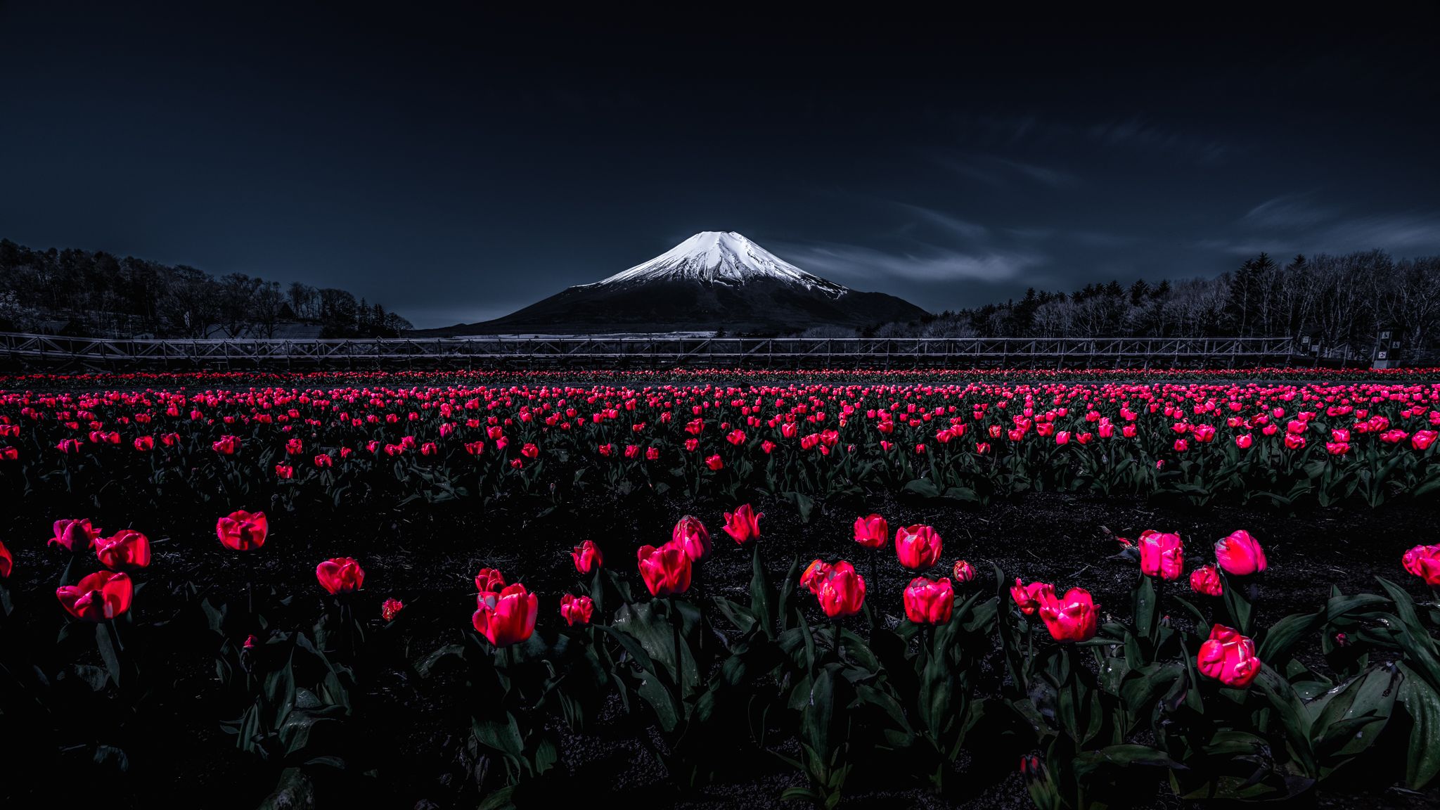 Fuji,Japan,mountain,tulips,red,white,snow,spring, Takashi