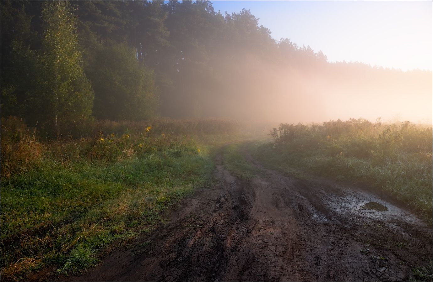 рассвет, лес, туман,, Сергей Шабуневич