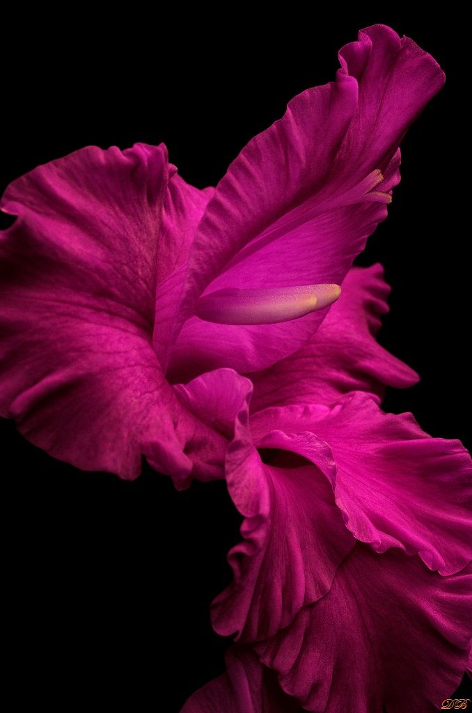 close-up, color, colors, color image, flower, gladiolus, macro, nature, photography, purple,, Dr Didi Baev
